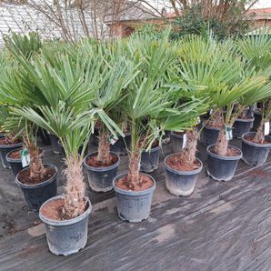 Trachycarpus fortunei 20 liter pot stam 25/30 cm. 130/150 cm. hoog