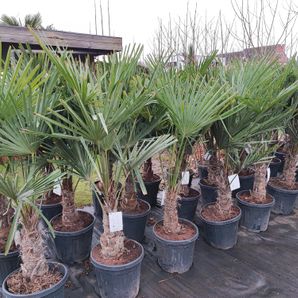 Trachycarpus fortunei 25 liter pot stam 30/40 cm. 145/170 cm. hoog