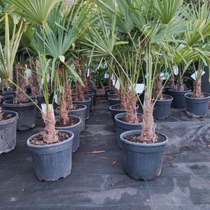 Trachycarpus fortunei 10 liter pot stam 15/20 cm. 80/100 cm. hoog