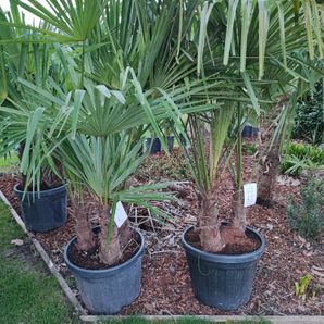 Trachycarpus fortunei multi stam 30/45 cm. 150/170 cm. hoog
