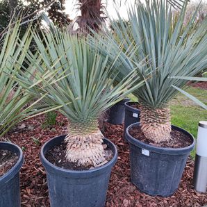 Yucca rostrata 25 liter pot stam 10/15 cm. 80/100 hoog