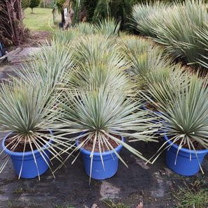 Yucca rostrata 15 liter pot stam 10 cm. 60/80 hoog