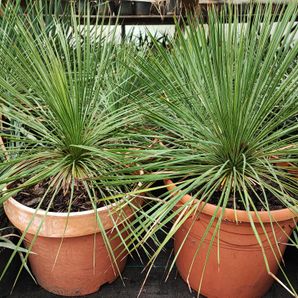Yucca linearifolia 10 liter pot 40 cm hoog